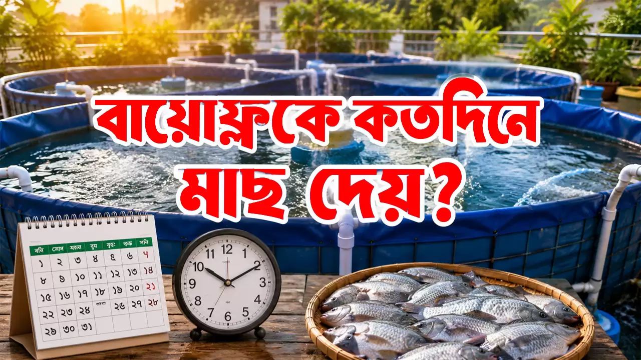 বায়োফ্লক কতদিনে মাছ দেয়