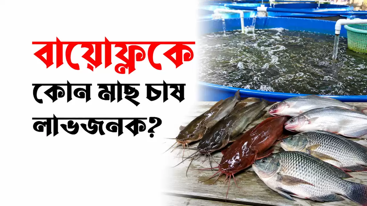 বায়োফ্লকে কোন মাছ চাষ লাভজনক